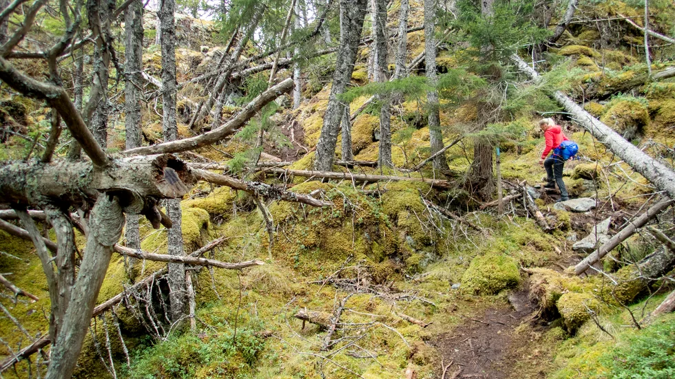 Genrebild av slingrig väg. Personen på bilden har inget med ledaren att göra.