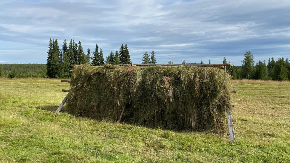 Årets hässja i Norra Näverliden. 