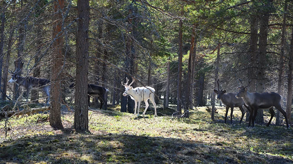 Fem renar syntes till på Seskar-Furö men inga deltagare.