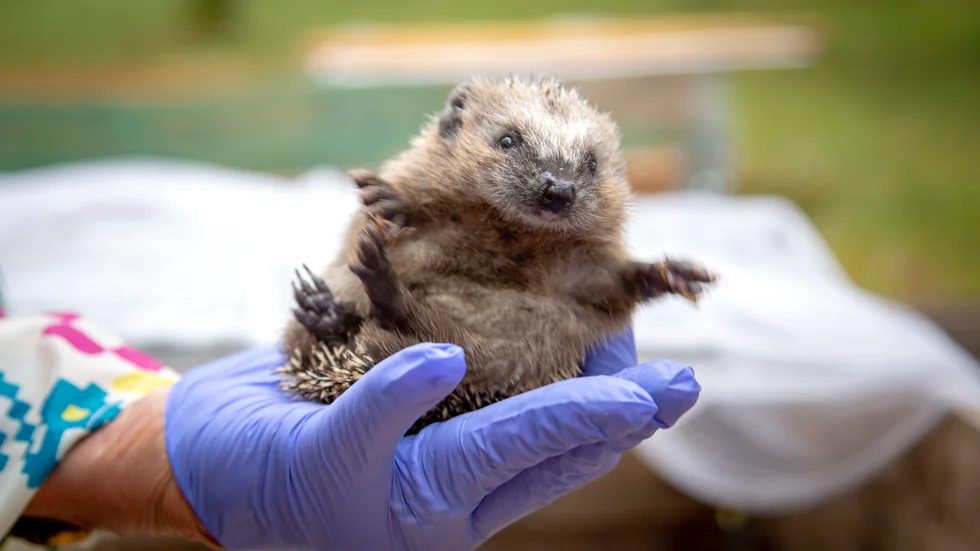 För tillfället är 32 igelkottar omhändertagna i olika jourhem inom Gotlands igelkottfond, de flesta är ungar där mamman blivit dödad av exempelvis en bil eller gräsklippare.