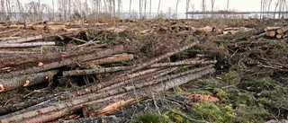 "Sågarna i skogen hjärta drabbas hårdast"