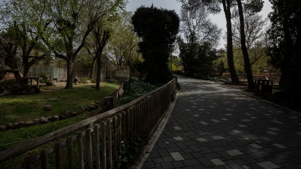 Polis ska tillsammans med djurparken utreda hur gorillan tog sig in i inhägnaden där kvinnan arbetade. Arkivbild från Madrids djurpark.