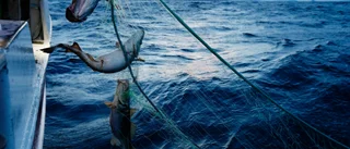 Hundra ton fiskeredskap upplockade ur havet
