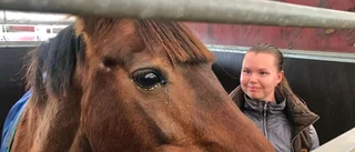 Stalltälten höll på att knäckas av snön