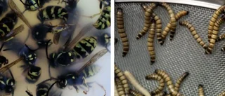 Udda misstanken: Man spred ut insekter på kafé