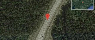 Rådjur på vägen på väg 55