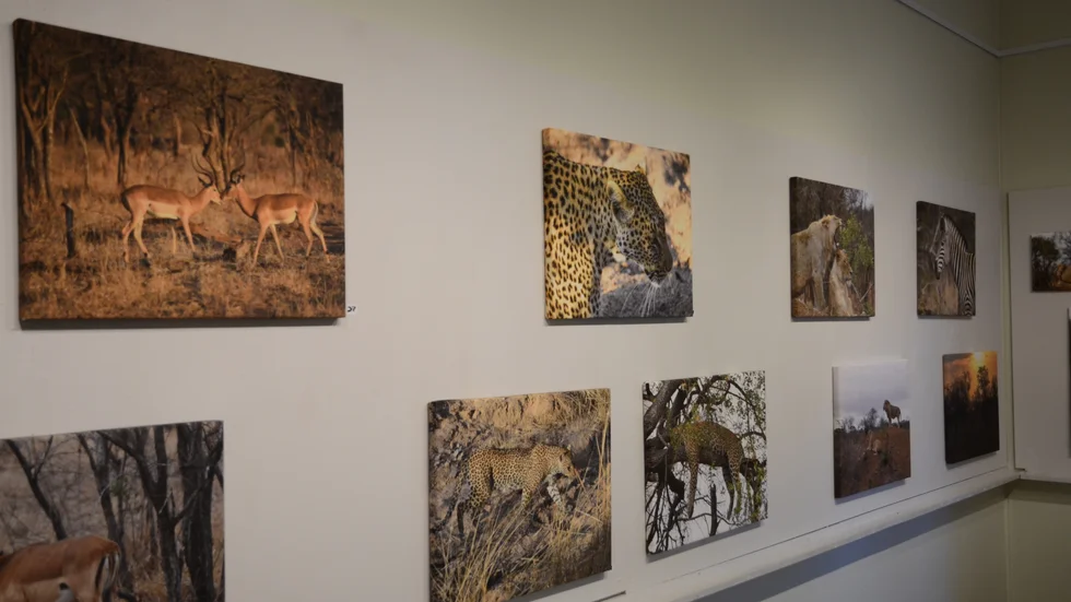 Nu kan du se canvasfotografier på exotiska djur från när och fjärran på NK-huset i Nyköping. 