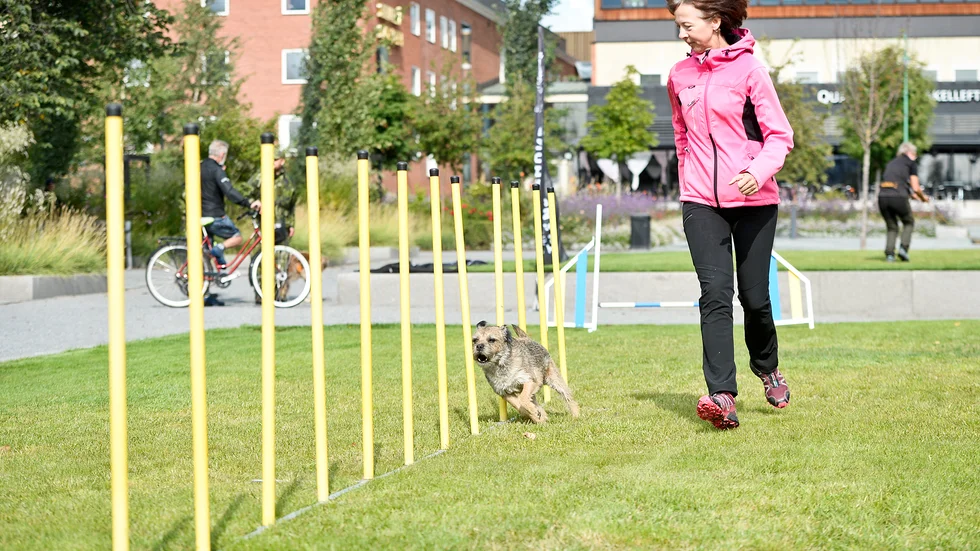 En aktivitet som kan hållas inomhus är agility. Bilen är tagen vid ett tidigare tillfälle. 