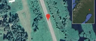 Renar på vägen på väg 99