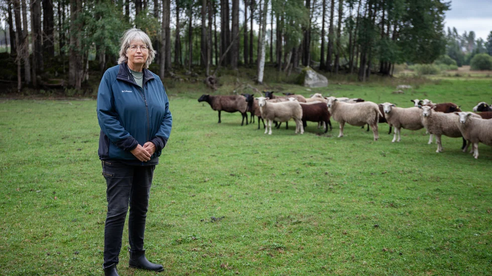 Lillian Holmer berättar att hon ofta är orolig när hon går för att titta till fåren på morgonarna. 