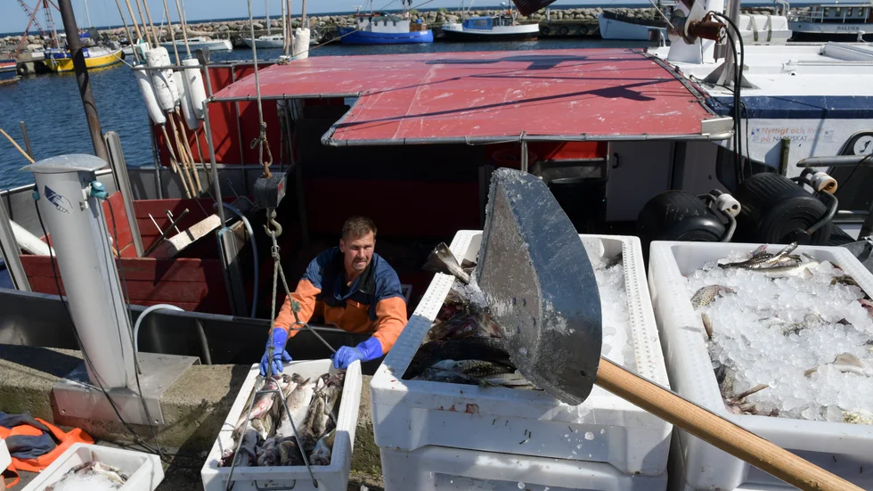 Norsk export av fisk och räkor föll rekordmycket i augusti, bland annat på grund av en kraftigt minskad laxexport till Kina. Arkivbild