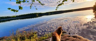 Läsarbilden: en pärla i midnattssol