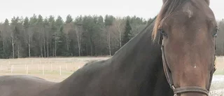 Kingofthehill F spurtade till seger i Lycksele