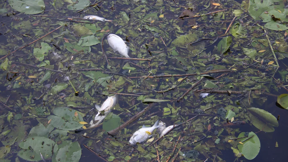Fiskarna har dött på grund av för låg syrehalt. Fisk som dött i syrebrist har vanligen uppspärrade gällock och öppen mun samtidigt som gälarna är bleka.