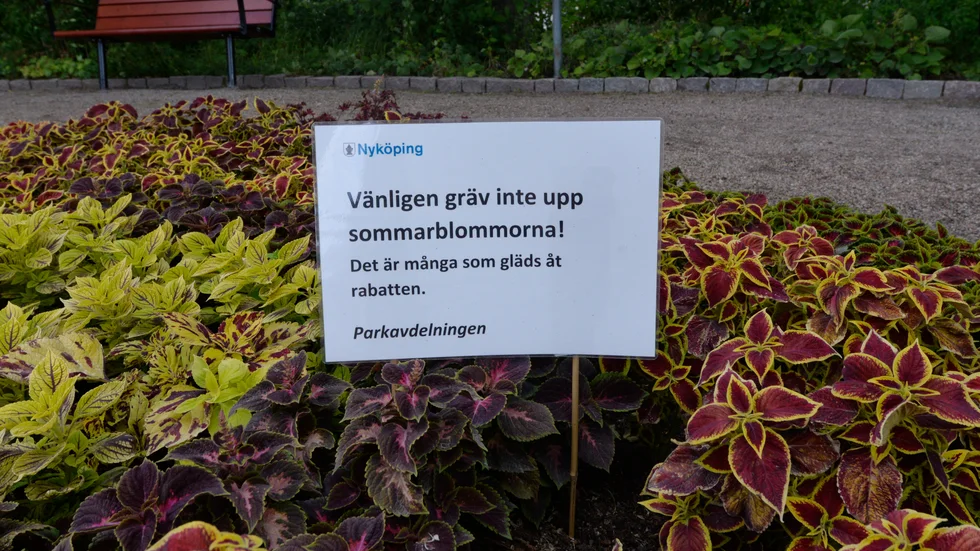 Folk som stjäl blommor har varit ett problem för kommunens parkavdelning denna sommar. Därför har de satt upp en skylt i Hamnparken. 