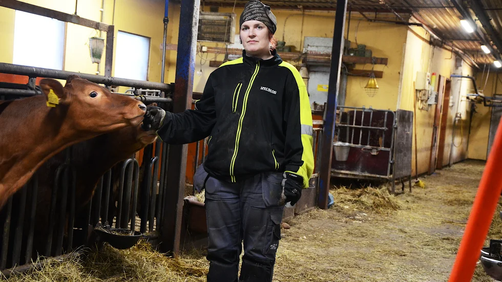 "Dör bönderna ut så dör landsbygden ut" säger Veronica Perttula, mjölk- och köttbonde i Allsån, utanför Överkalix. 