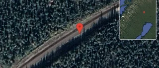 Renar på vägen på väg 394
