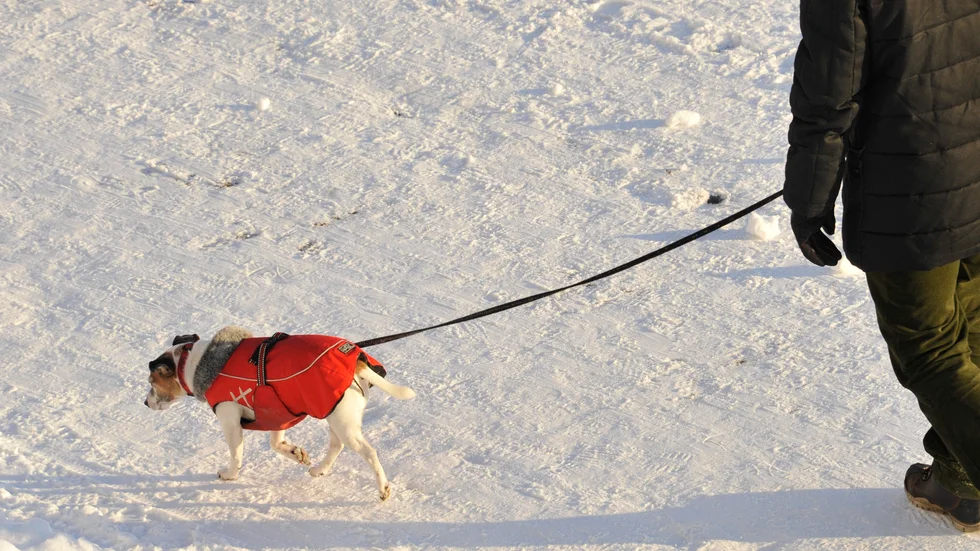 Frågan om en person som har hemtjänst ska få hjälp att rasta sin hund måste avgöras i varje enskilt fall, inte genom generella riktlinjer, skriver signaturen A M.