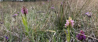 Här är Gotlands nyaste naturreservat