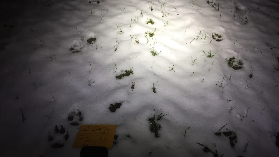 Tack vare det tunna snötäcket kunde vargarna spåras i fyra kilometer.