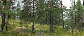 Tre nya naturreservat i Norrbotten