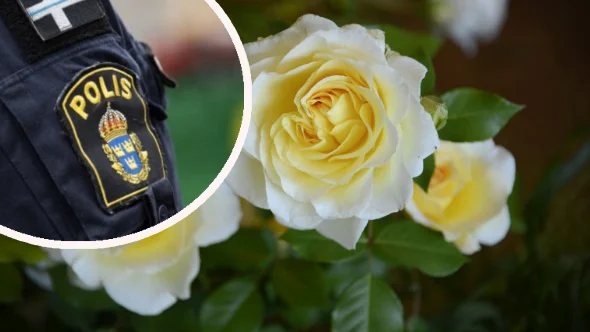 Polisen varnar för misstanke om att falska rosförsäljare kan figurera i länet. 