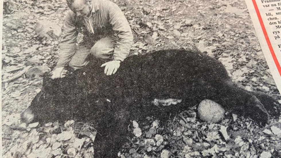 Kuriren för 50 år sedan: Vaktmästare Roland Carlsson med en av de skjutna björnarna.