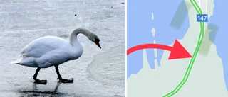 Ilsken svan på 147:an – "Lastbilar fick väja"