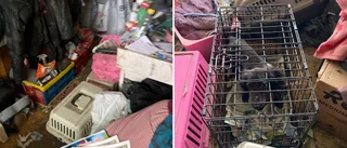 Fler extrema samlare – djur äter på varandra
