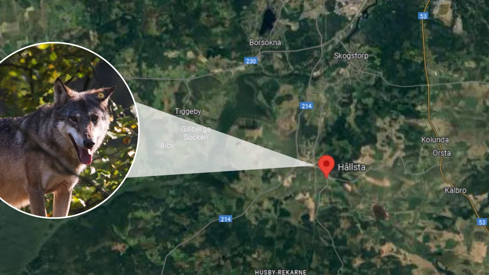 En vargattack har inträffat i Hållsta.