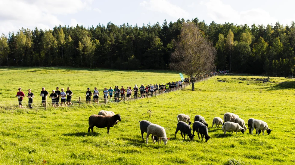 Natursköna Lidingöloppet. En bild från fjolårets upplaga. 