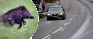 Förare har kört på vildsvin: "Var uppmärksam i dikeskanterna"