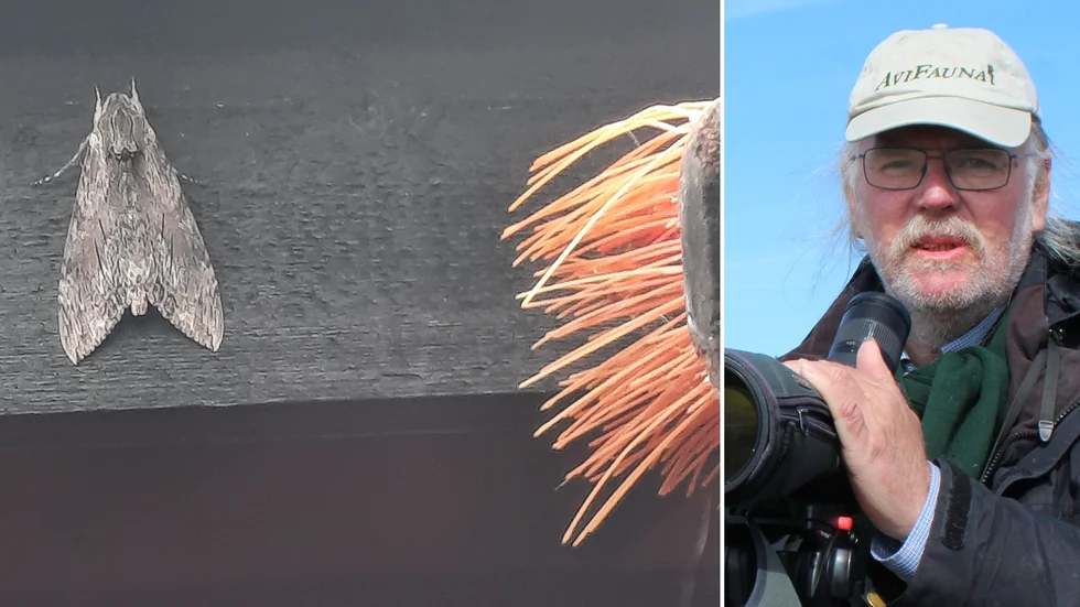 Åkervindesvärmaren som Magnus Kasselstrand hade i sin trädgård. Piassavakvast för jämförelse.