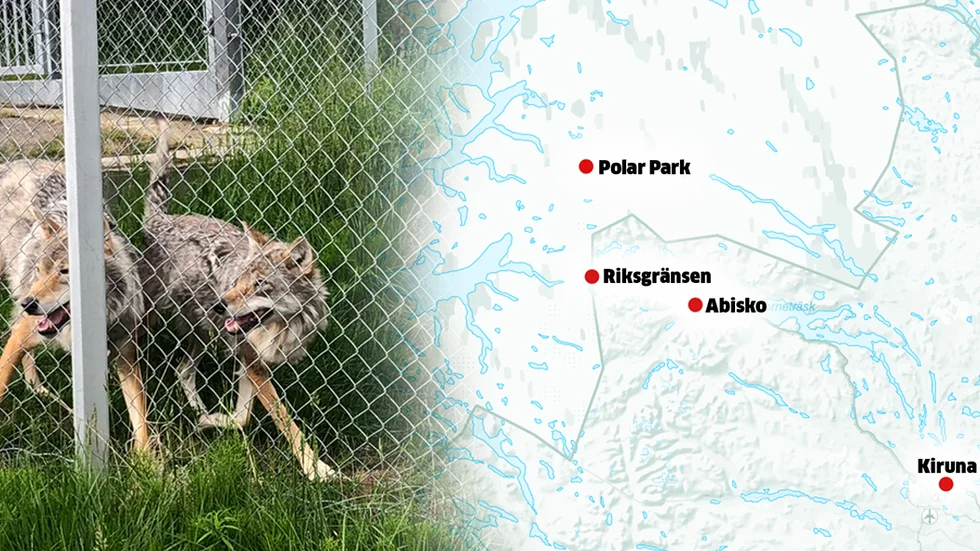 Vargar på Polar park. Bilden är tagen 2022 och vargarna på bilden är inte de som nu skjutits.