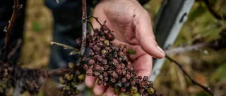 Vädersmocka sänker vinbranschen – igen