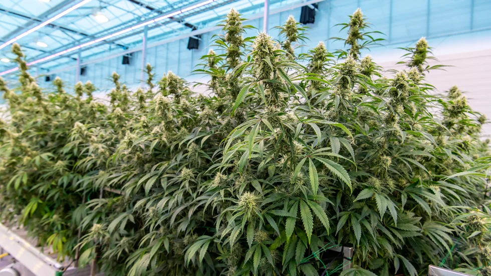 Från och med 2026 kommer medicinsk cannabis att bli tillåtet permanent i Danmark. Arkivbild.