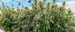 Medicinsk cannabis blir lagligt i grannlandet