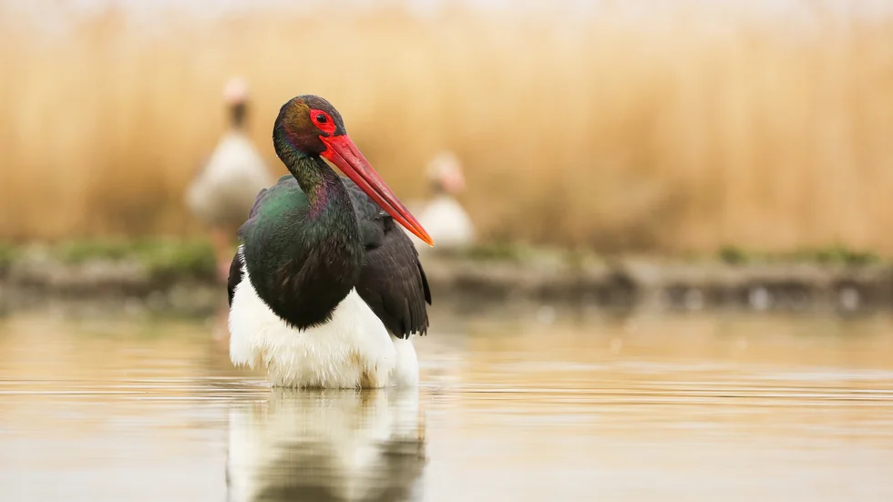 Svart stork är en häftig fågel som få i Sverige har sett. Nu pågår ett projekt med att försöka få tillbaka den som häckfågel i landet.
