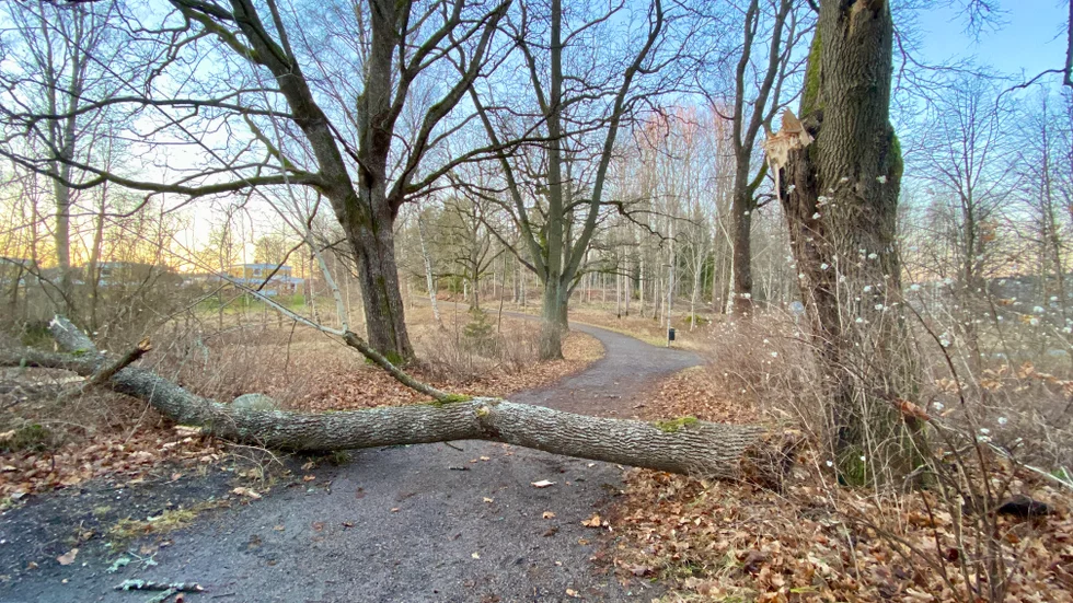 Under morgonen fick promenerande förbi Laggarhults gård kliva över ett nedfallet träd.