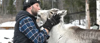 Renar dödade av hundar – uppsliten strupe på dräktig vaja