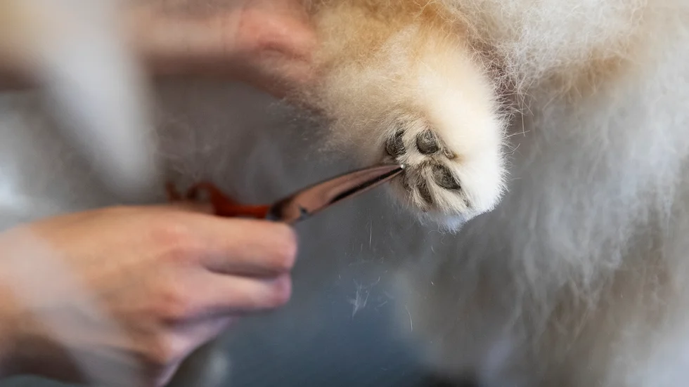 En hundägare döms för vanvård av en hund. Bland annat hade inte tänder och klor hållits efter ordentligt. Bilden föreställer inte den drabbade hunden utan är tagen i ett annat sammanhang.