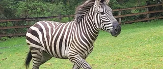 Zebra på rymmen – massiv sökinsats