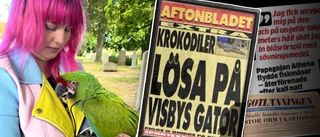 Exotiska djur jagades på ön – krokodiler nära skjutas av polisen