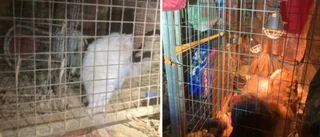 Länsveterinären om vanvården: "Sorgligt att det gått så långt"