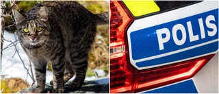 Ung bilist väjde för katt och körde in i räcke