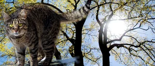 LARMET: Katt fast i trädkrona – i över tio dagar