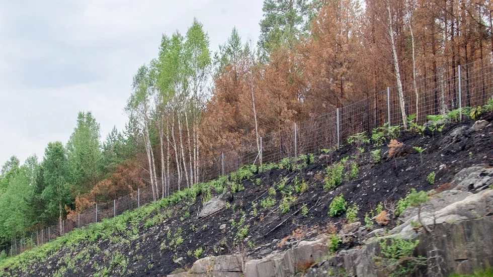 Naturen håller snabbt på att återta de skador skogsbranden orsakade. Foto:Roger M Carlsson