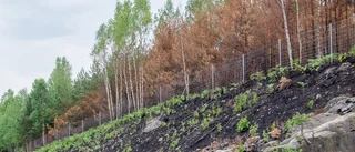 Skogsbrand inte bara destruktivt