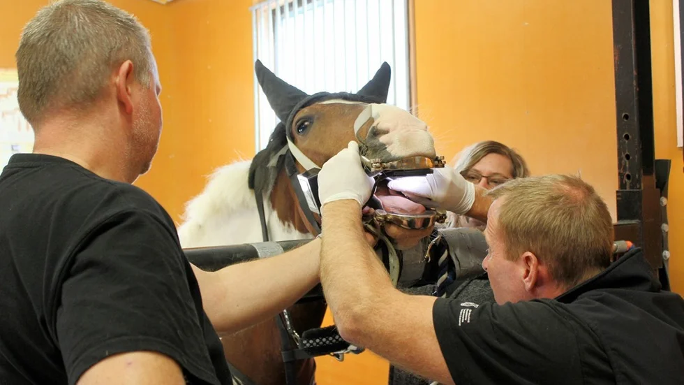 Veterinär Petter Ljung undersöker tänderna på en häst vid ett tidigare tillfälle på veterinärstationen i Vimmerby. Där saknas för närvarande två veterinärer för att bemanningen ska vara komplett. Foto: Lena Dahlberg