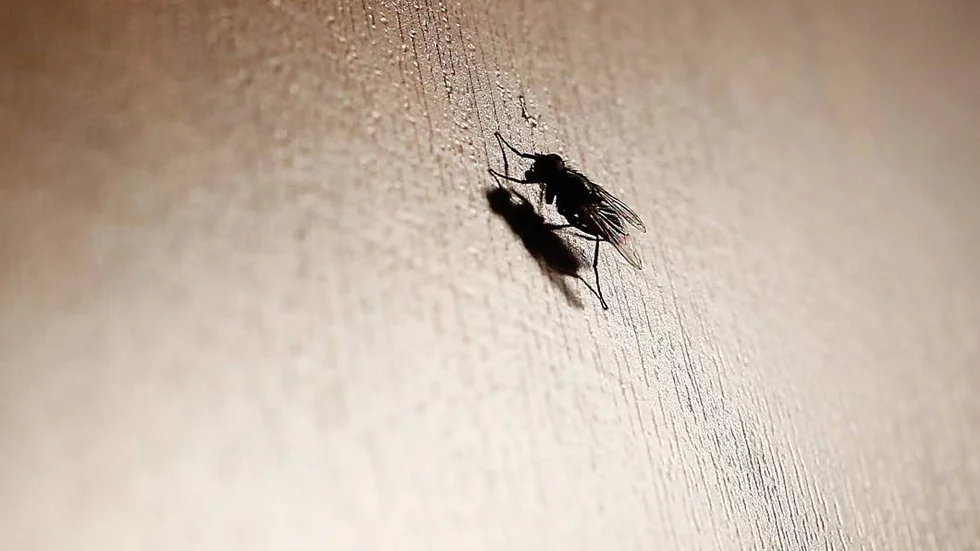 Kommunen har fått in anmälningar om ökade mängder flugor.
